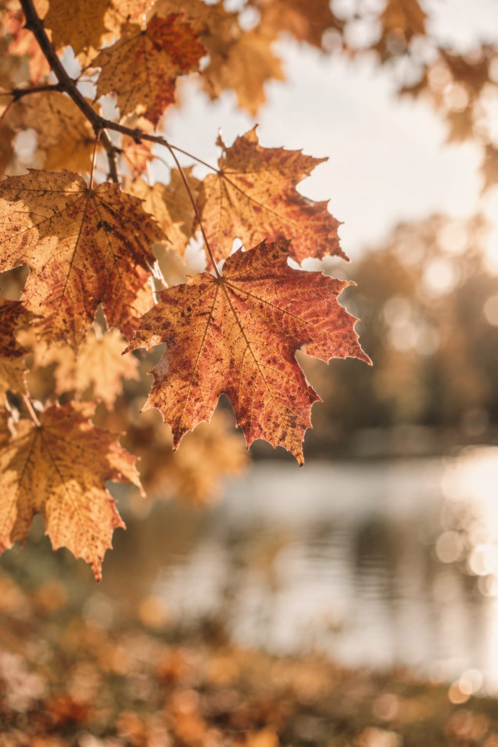 mini-séance-photo-lumiere-automne-paris-your-lovely-days-photography (11)